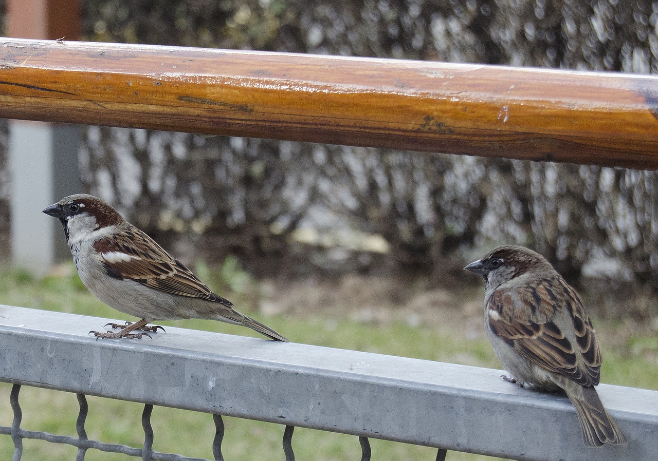 annoying birds