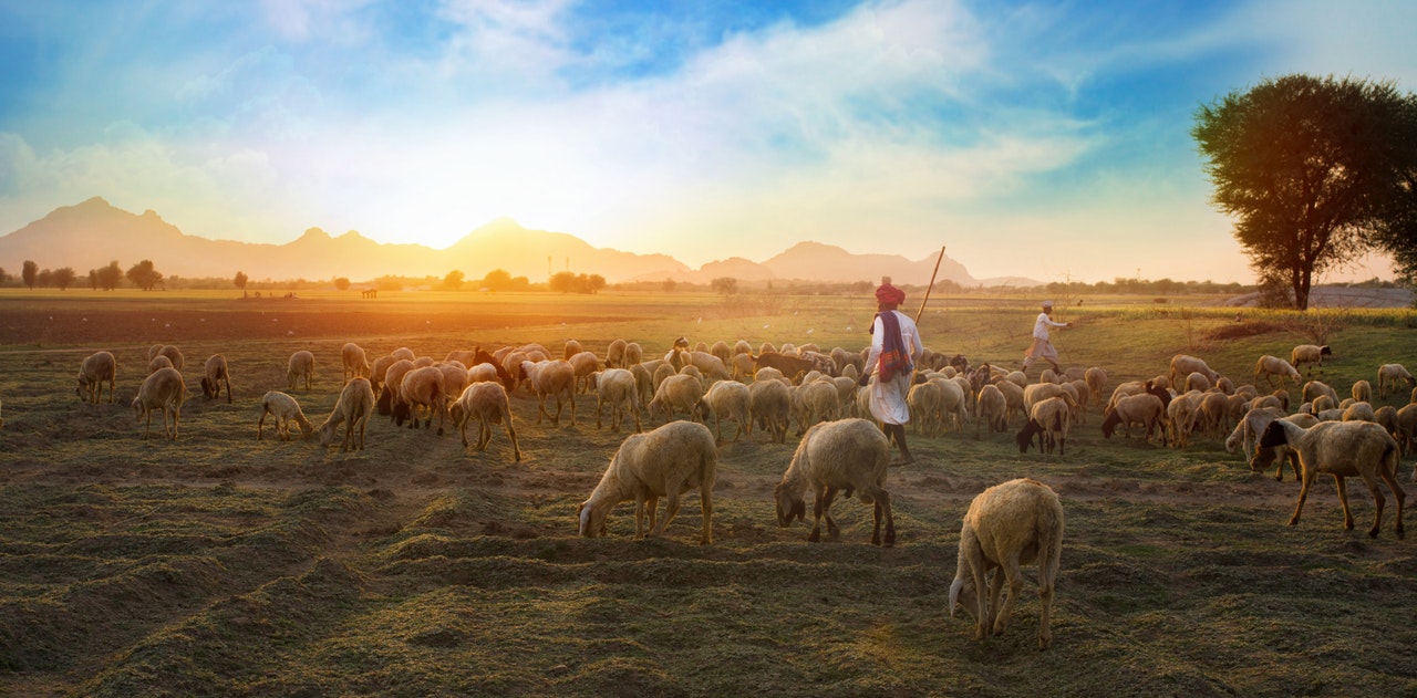 a person keeping cattle outdoors