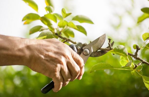 tree trimming