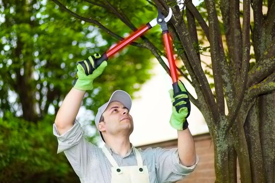 tree pruning